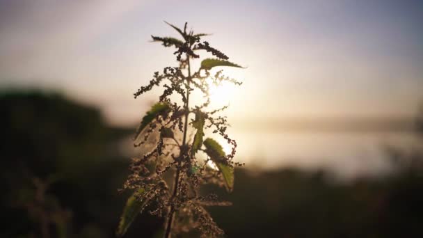 Silhouette Bush Branch Sunrise Background Beach Rack Focus — Stock Video