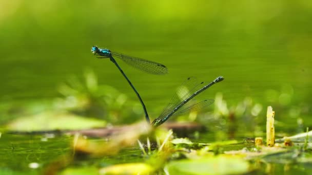 Zijde Macro Close Van Twee Waterjuffer Blauwe Libel Insecten Paring — Stockvideo