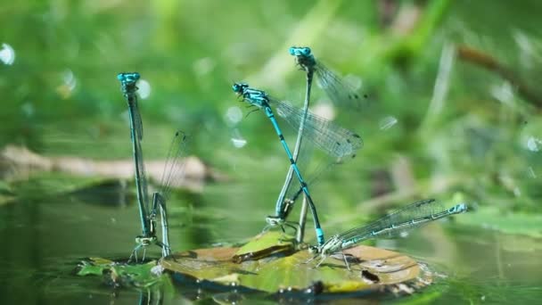 Mavi Yusufçuk Sürüsü Suyun Üzerinde Süzülen Yapraklar Üzerinde Çiftleşir Iki — Stok video