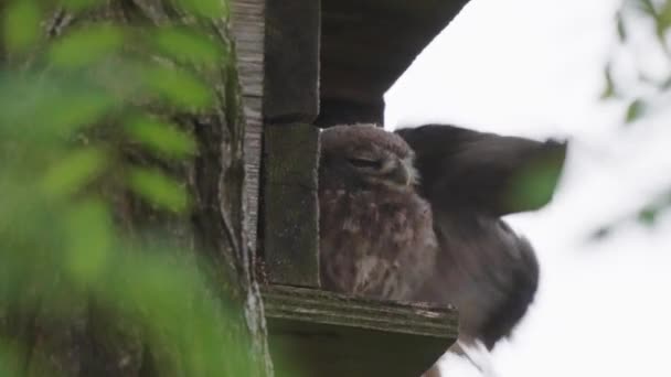 木の枝に座っている2羽の子フクロウ — ストック動画