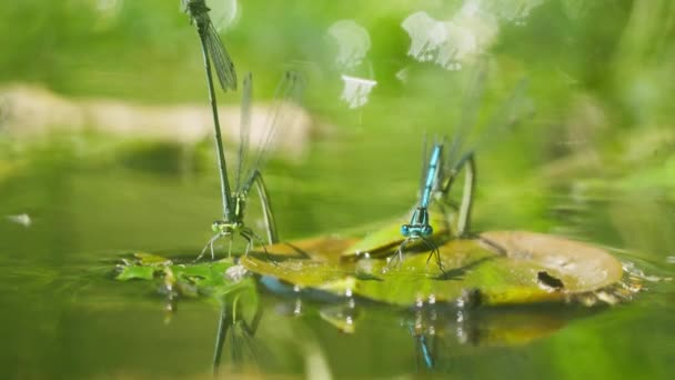 Macro Κοντά Δύο Μπλε Λιβελούλα Damselfly Κάθεται Φύλλα Που Επιπλέουν — Αρχείο Βίντεο