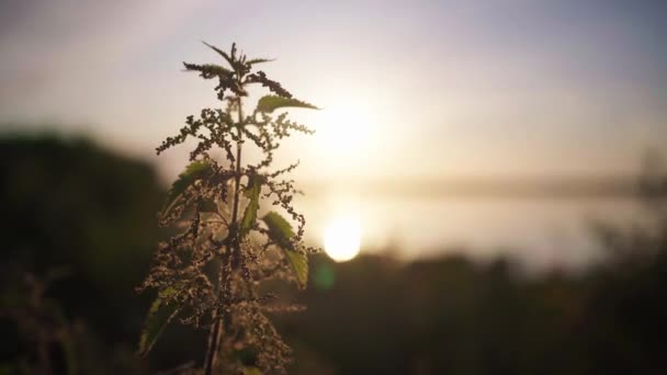 Silhouette Eines Brennnesselbuschzweiges Mit Buntem Sonnenaufgang Hintergrund See Schwerpunkt Essbare — Stockvideo