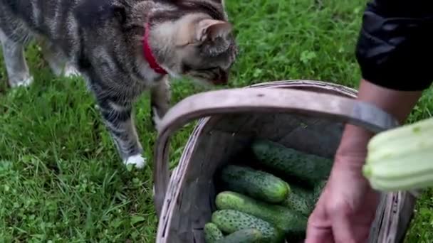 Gardner Coleta Colheita Pepinos Abóbora Uma Cesta Tecida Com Gato — Vídeo de Stock