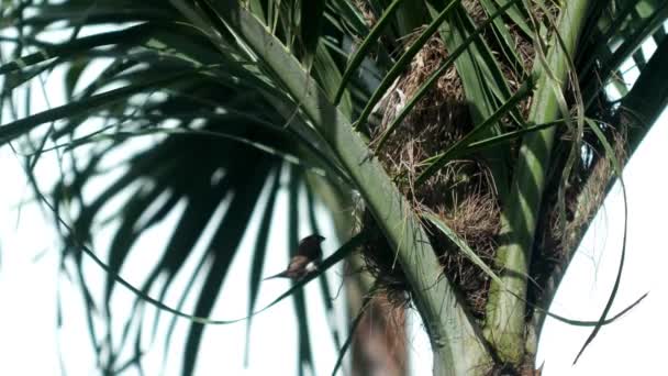 麻雀在树上筑巢 — 图库视频影像
