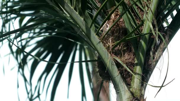 Pájaros Gorriones Anidando Árbol — Vídeos de Stock