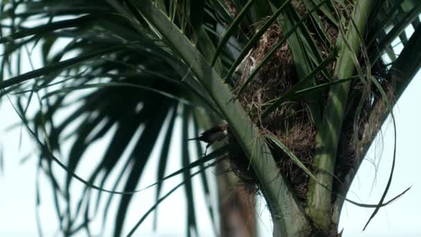 Palmiye Ağacında Yavru Serçe Yuvası Olan Serçe Kuşları — Stok video