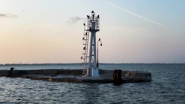 夕暮れ時には ウクライナのオデーサ沖の黒海の塔に鳥が倒れた — ストック動画