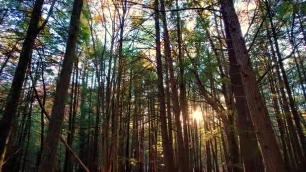 Filmato Liscio Una Pineta Autunnale Con Foglie Terra Bella Luce — Video Stock