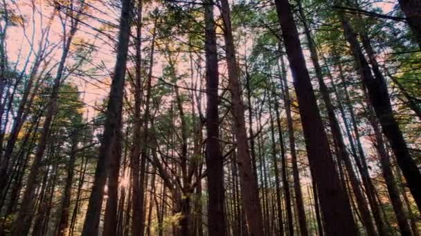 アパラチア山脈の地面に葉と美しい黄金の光を持つ秋の松林の滑らかな映像 これはニューヨークのキャッツキル山脈にあり アパラチア山脈の一部です — ストック動画
