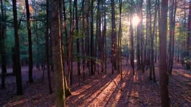 Imágenes Suaves Bosque Pinos Otoño Con Hojas Suelo Hermosa Luz — Vídeo de stock