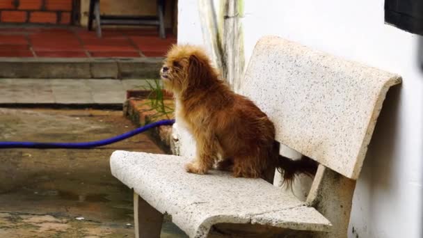 Small Dog Messy Fur Skin Disease Sitting Chair Outdoors — Stock Video