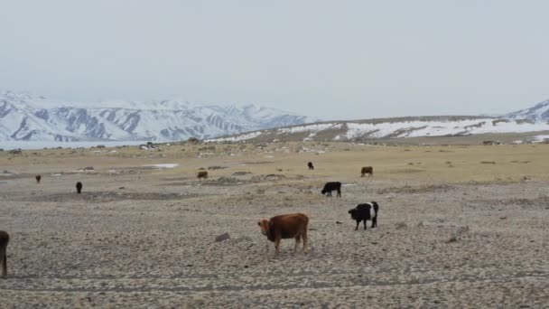 Luftaufnahme von Kühen, die im Winter auf einem weitläufigen Feld weiden. Schöne Schnee Berg Hintergrund.
