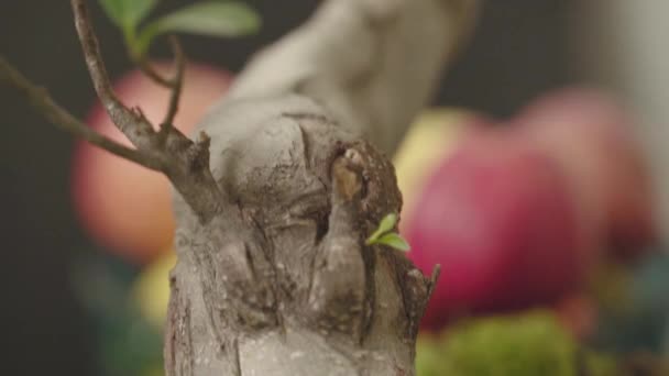 Stigande Skott Vriden Bonsai Stam Med Gröna Blad Och Kvistar — Stockvideo