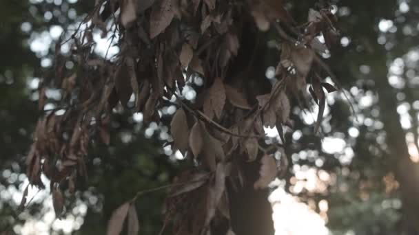 秋の風のない穏やかな日に公園の木から吊るされた乾燥した茶色の葉の景色 — ストック動画