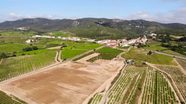 Aerial Kota Antara Kebun Anggur Hijau — Stok Video