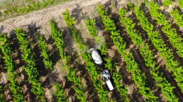 Hava Üzüm Bağları Üzüm Bağları Arasında Küçük Bir Traktör — Stok video