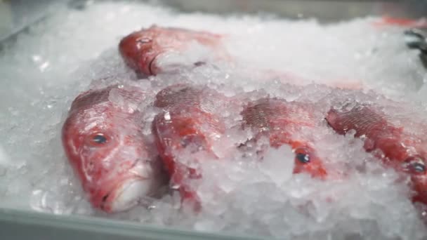 魚屋のシーフード市場のディスプレイケース Hdで氷で覆われた全体の赤いスナッパー — ストック動画