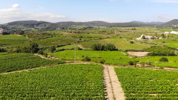 Aerial Town Green Vineyards — Stock Video