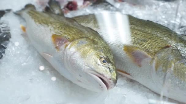 Zucht Rotbarsch Fischmarkt Vitrine Ganze Rotbarsch Auswahl Bei Fischhändler Schieberegler — Stockvideo