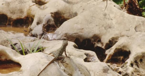 Geckos Comuns Descansando Rochas Enormes Perto Rio Tanama Porto Rico — Vídeo de Stock