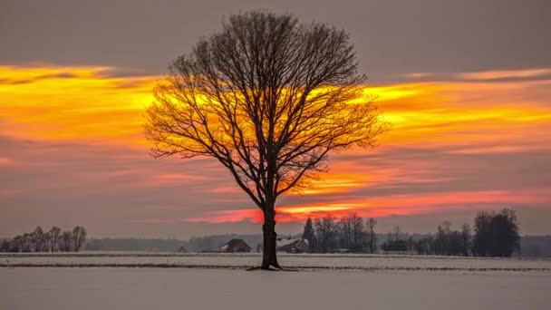 Zeitraffer Eines Einsamen Blattlosen Baumes Mit Wunderschönem Orangefarbenem Sonnenuntergang Und — Stockvideo