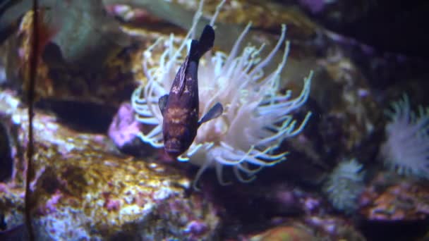 Peixes Nadando Torno Uma Pequena Lagoa — Vídeo de Stock