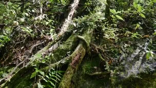 ニュージーランドの深いジャングルの中で高密度の成長植物や木の大きな根の遅いパンショット — ストック動画