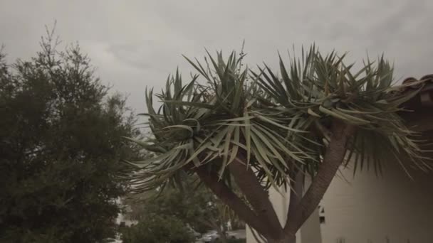 Circulando Torno Uma Palmeira Tropical Jardim Uma Casa Com Céu — Vídeo de Stock