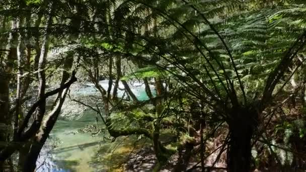 茂密的丛林森林 背景是费恩和平静漂浮的塔拉维拉河 新西兰美丽的阳光明媚的一天 — 图库视频影像