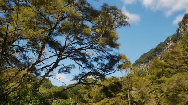 Panning Shot Natural Forest Landskap Overgrown Mountains Blue Sky New — Stok Video