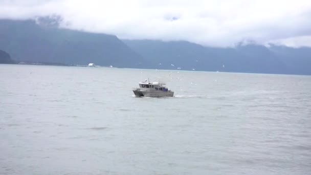 Aves Círculo Alrededor Del Barco Mar — Vídeo de stock