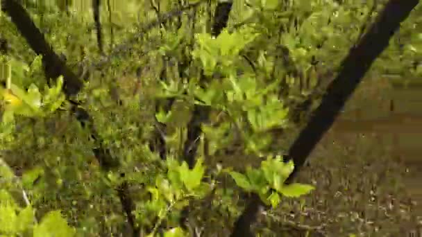 Primo Piano Foglie Mangrovia Grigia Vegetazione Nella Foresta Boqueron Porto — Video Stock