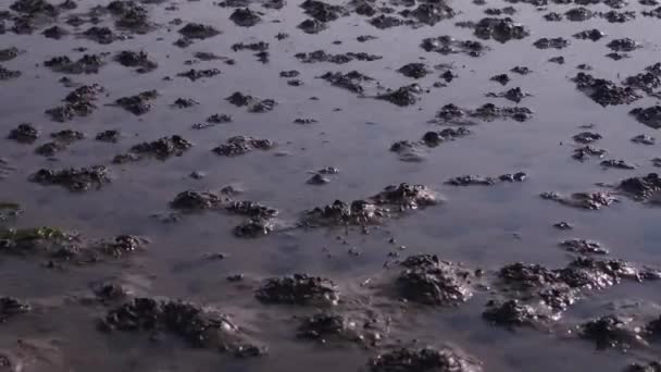 Chrysaora Hysoscella Bússola Medusa Areia Uma Das Praias Ilha Texel — Vídeo de Stock