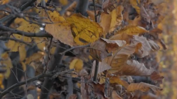 秋の寒い冬の風に吹かれながら 木々の枝に乾燥した黄色の葉の静的なビデオをクローズアップ — ストック動画