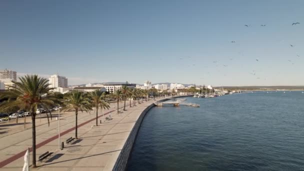 Promenad Längs Arade River Portimao Portugal Fiskmåsar Som Flyger — Stockvideo