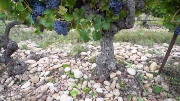 Tilt Onthult Century Old Vine Een Franse Wijngaard Iconische Rocky — Stockvideo