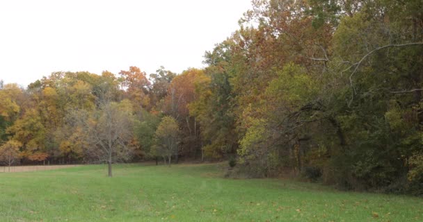 Podzim Barevný Strom Listí Foukání Větru — Stock video