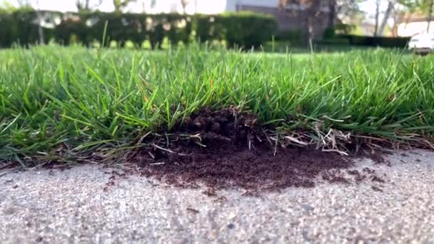 Actieve Mierenkolonie Nabij Graslijn Een Zonnige Lentedag — Stockvideo