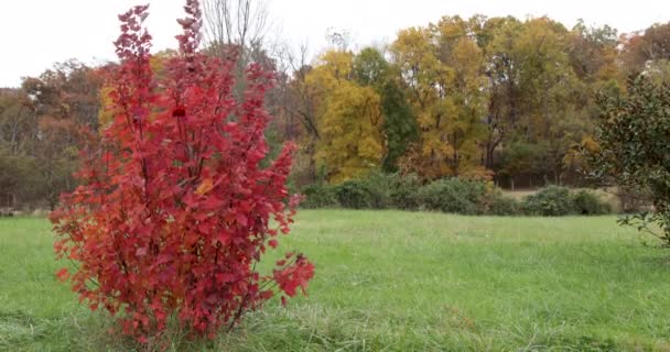Осенние Цветные Деревья Краю Поля Ярко Красные Переднем Плане — стоковое видео