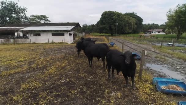 Zwarte Stieren Kijken Naar Drone Een Vleesproductiefaciliteit Ecuadoraanse Kustprovincie Santo — Stockvideo
