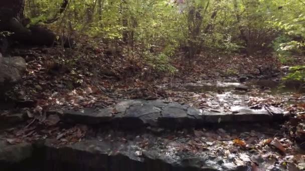 Зворотний Постріл Водоспаду Струмок — стокове відео