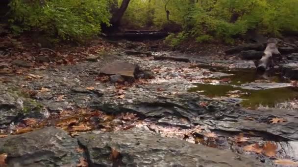 Baumspiegelung Einem Bach — Stockvideo