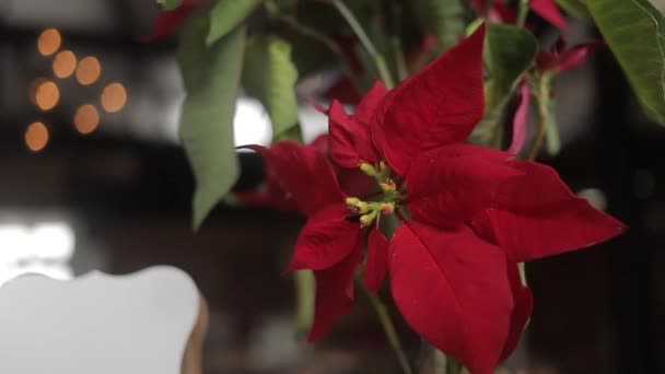 Statische Nahaufnahme Eines Roten Weihnachtssterns Einem Einfamilienhaus Zur Weihnachtszeit — Stockvideo