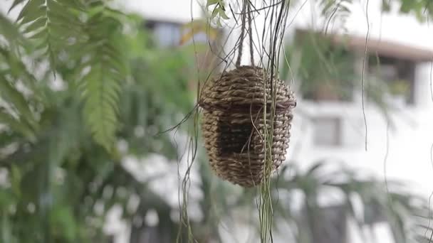 手のスローモーションで作られた鳥の巣のパノラマ写真 — ストック動画