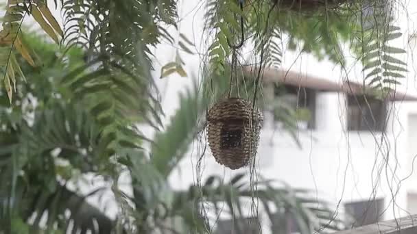Панорамный Снимок Птичьего Гнезда Созданный Вручную — стоковое видео