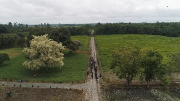 Negro Camino Los Campos Verdes Una Instalación Provincia Ecuatoriana Santo — Vídeo de stock