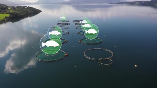 鱼类养殖场数码鱼群控制 苗圃内沙门氏菌的可视化 3D渲染 — 图库视频影像