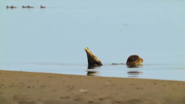 Ung Harbor Seal Grunt Wadden Sea Vatten Nära Sandstranden Texel — Stockvideo