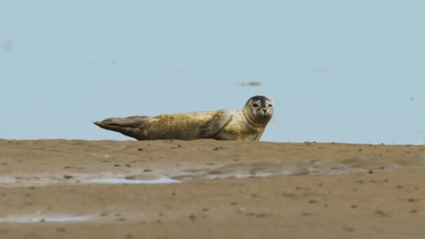 Filhote Cachorro Common Harbour Seal Descansando Praia Areia Mar Wadden — Vídeo de Stock