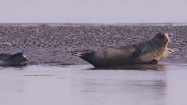 在泥泞中嬉戏的成年海豹和婴儿港湾海豹家族 荷兰德克萨斯岛 — 图库视频影像